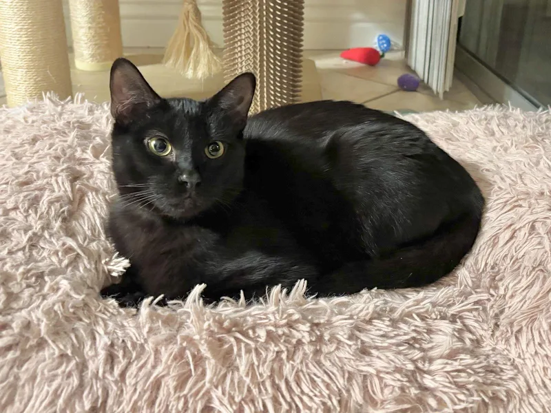 Amarillo thumbnail 2