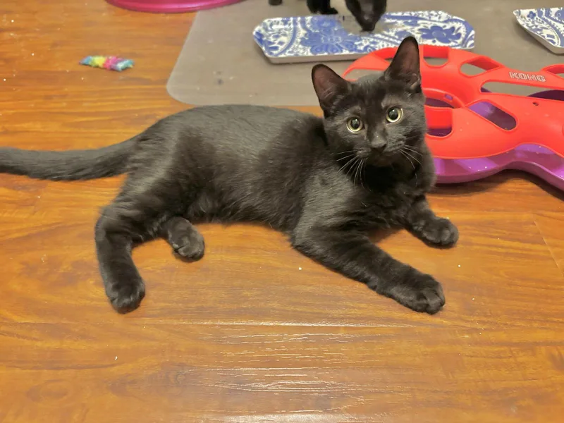 Amarillo thumbnail 3