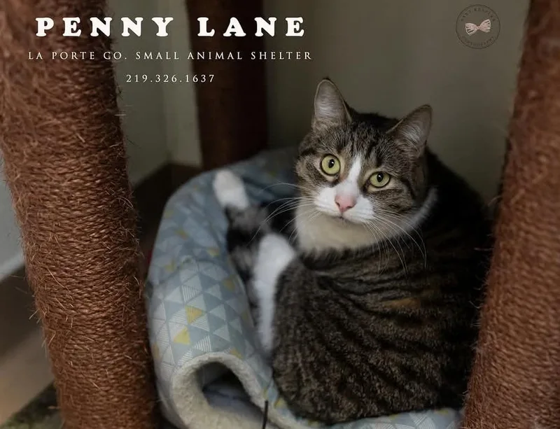 Penny Lane thumbnail 2
