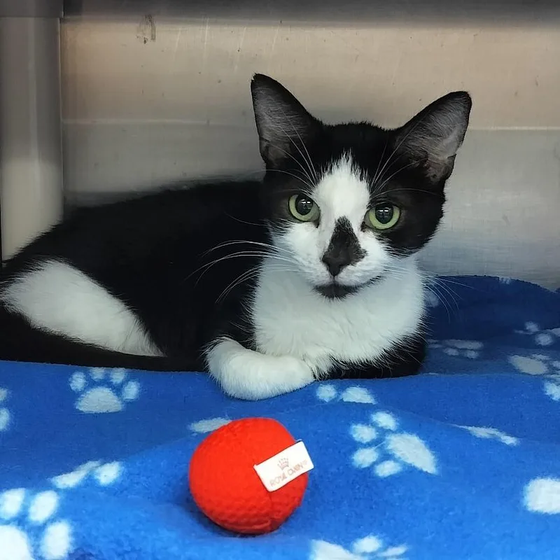 A young medium-sized female White Domestic Short Hair cat named Maisy for adoption in Naples, FL