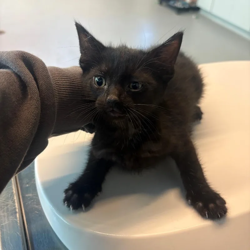 A baby small-sized male Black Domestic Short Hair cat named Ronnie for adoption in Huntington, WV