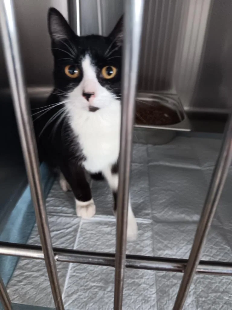 A baby small-sized female Domestic Short Hair cat named Melon for adoption in Brownwood, TX