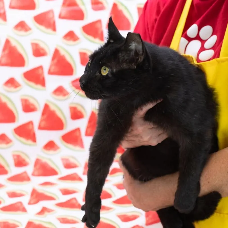 An adult large-sized male Black Domestic Short Hair cat named MikeC for adoption in East Saint Louis, IL