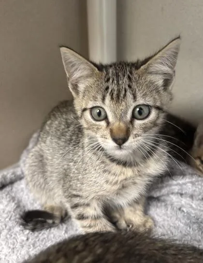 A baby medium-sized female Domestic Short Hair cat named Rey  I AM for adoption in East Brookfield, MA