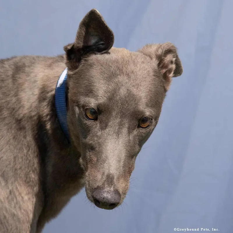An adult large-sized female Greyhound dog named Lina for adoption in Woodinville, WA