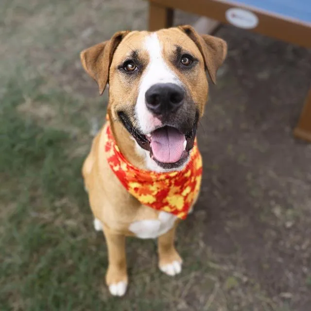 A young large-sized male Retriever dog named Douglas for adoption in San Antonio, TX