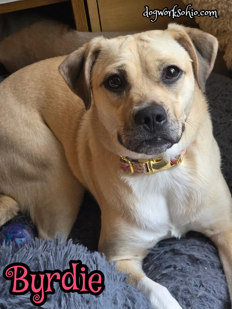 A young medium-sized female Yellow / Tan / Blond / Fawn Pug dog named Byrdie for adoption in Toledo, OH
