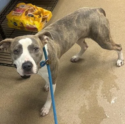An adult large-sized female Mixed Breed dog named Cabbage Stew for adoption in Chamblee, GA
