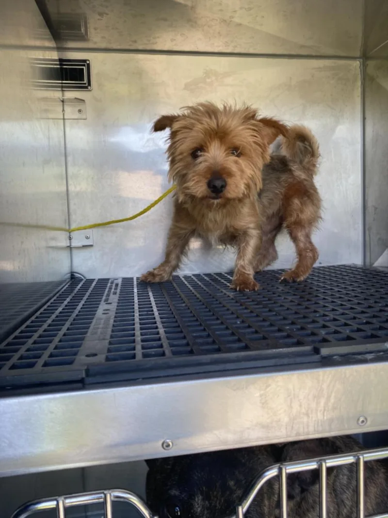 An adult small-sized male Mixed Breed dog named Chache for adoption in Dallas, TX