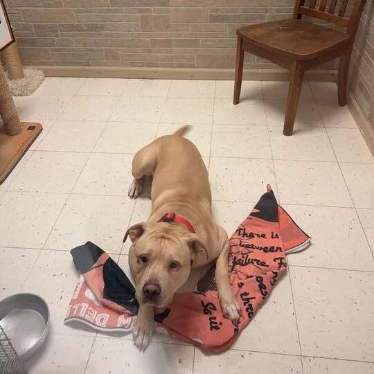 An adult small-sized male Yellow / Tan / Blond / Fawn Mixed Breed dog named Freddie D for adoption in Davenport, IA