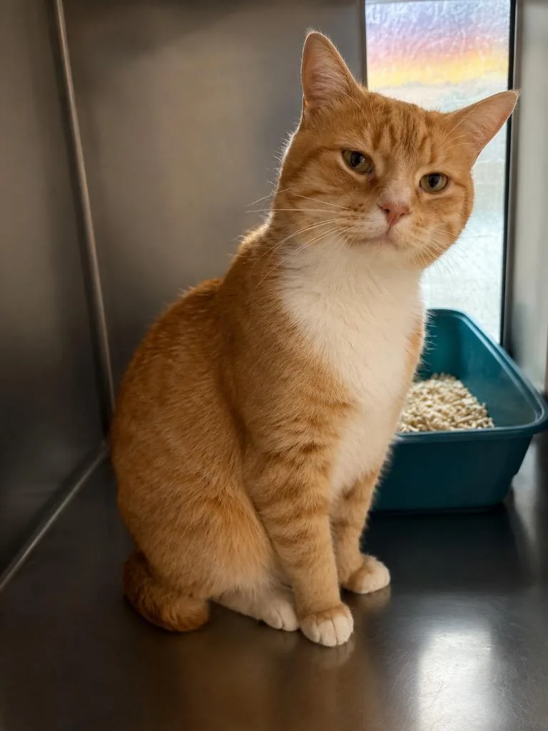 An adult medium-sized male Domestic Short Hair cat named Cheeto Puff for adoption in Fort Lupton, CO