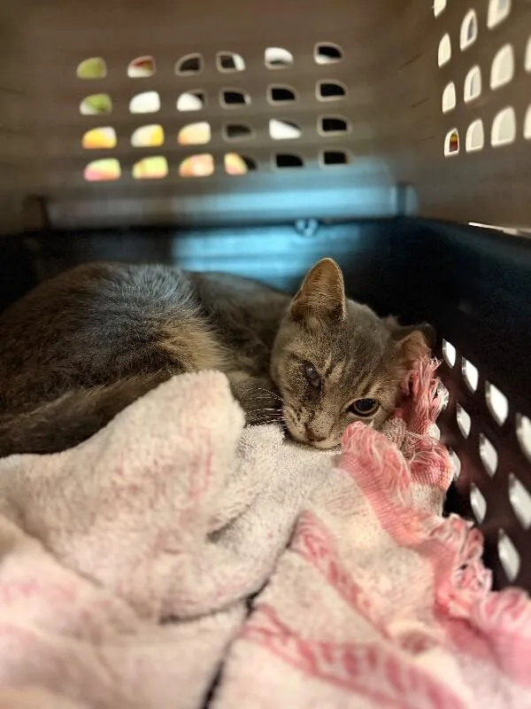 An adult medium-sized female Tabby (Gray / Blue / Silver) Domestic Short Hair cat named BooBerry for adoption in Disputanta, VA