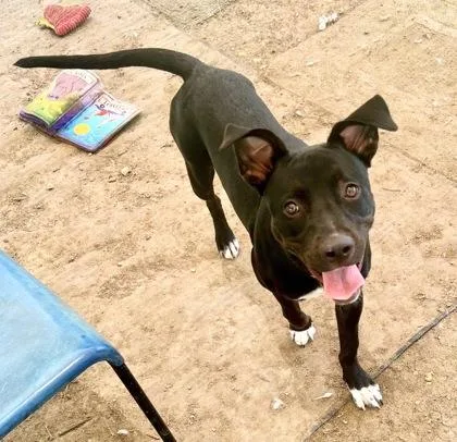 An adult medium-sized female Black Mixed Breed dog named Ginger for adoption in Georgetown, TX