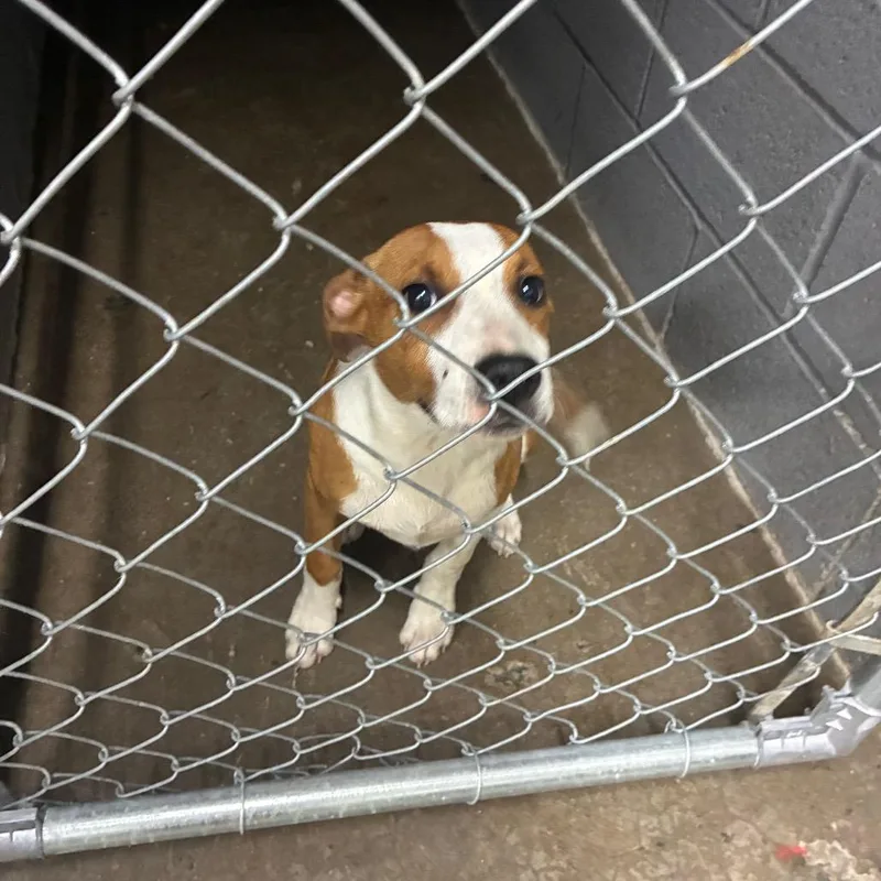 A baby medium-sized male Brown / Chocolate Mixed Breed dog named Mr Otter for adoption in Corbin, KY