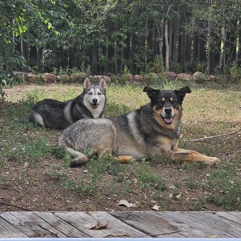 A senior small-sized female White / Cream Husky dog named Desza for adoption in Colorado Springs, CO