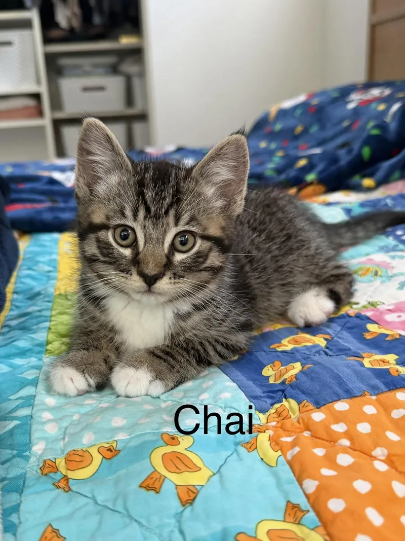 A baby medium-sized male Tabby (Gray / Blue / Silver) Tabby cat named Chai for adoption in Oakley, CA