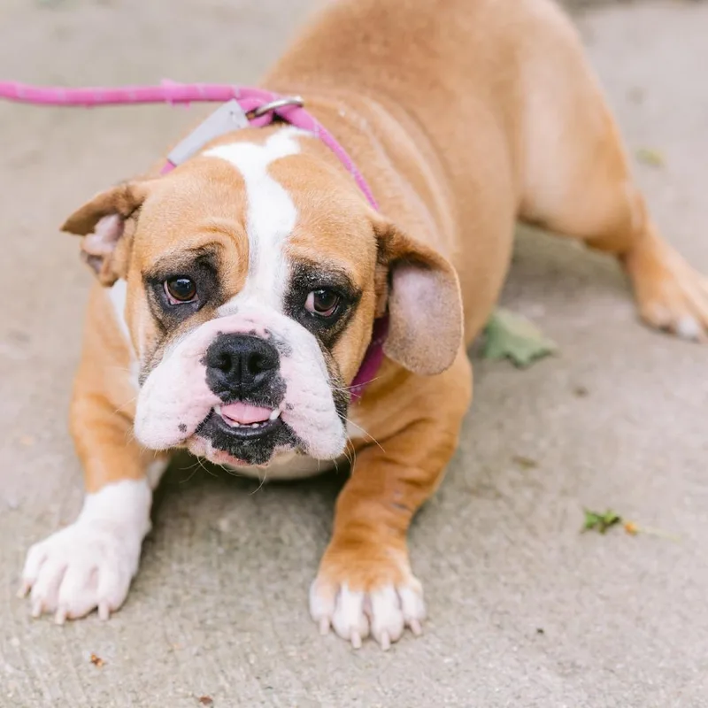 An adult medium-sized female Beagle dog named Sally for adoption in Zionsville, IN