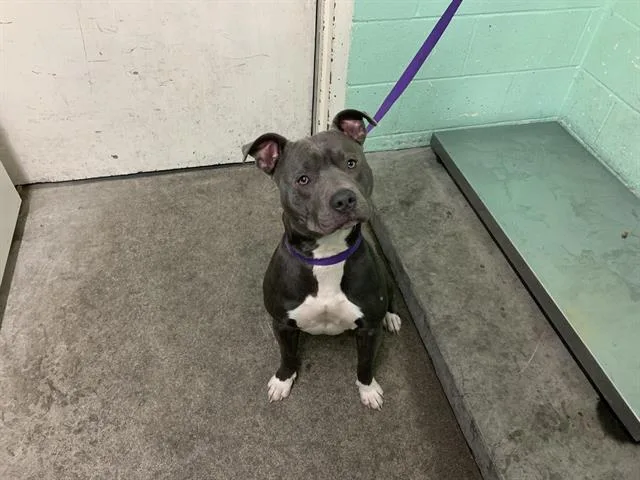 An adult medium-sized male Pit Bull Terrier dog named Poppa for adoption in Sacramento, CA