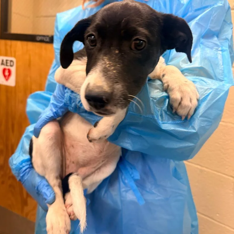 A baby small-sized female Black Mixed Breed dog named Gloria for adoption in Corinth, MS