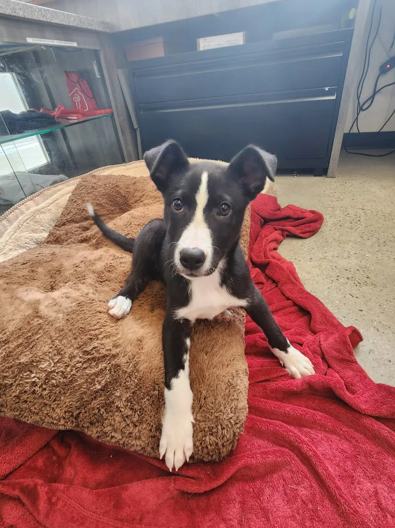 A baby medium-sized male Black Collie dog named Poseidon for adoption in New Rochelle, NY