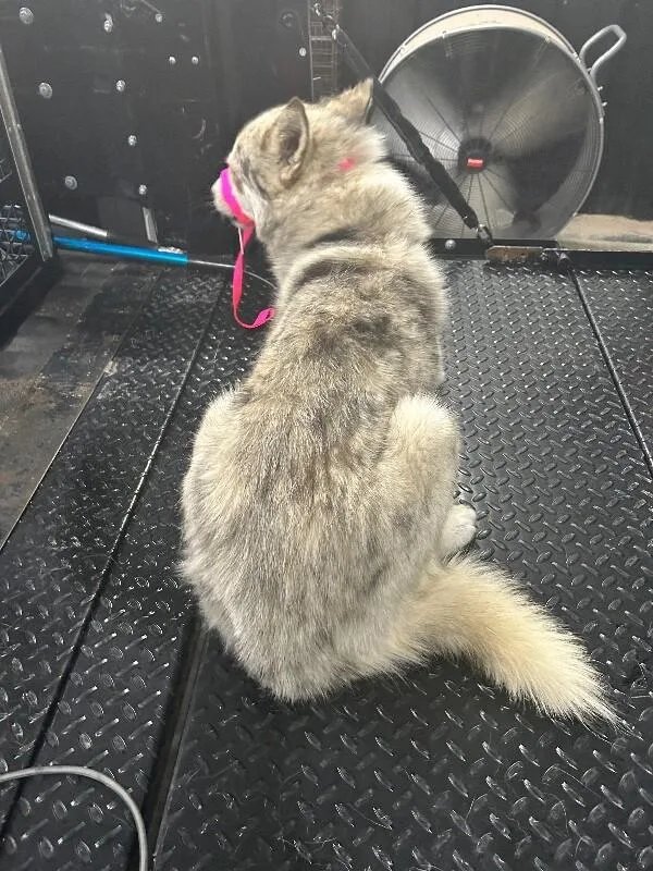 An adult medium-sized male White / Cream Mixed Breed dog named Snowbaw for adoption in Hobbs, NM