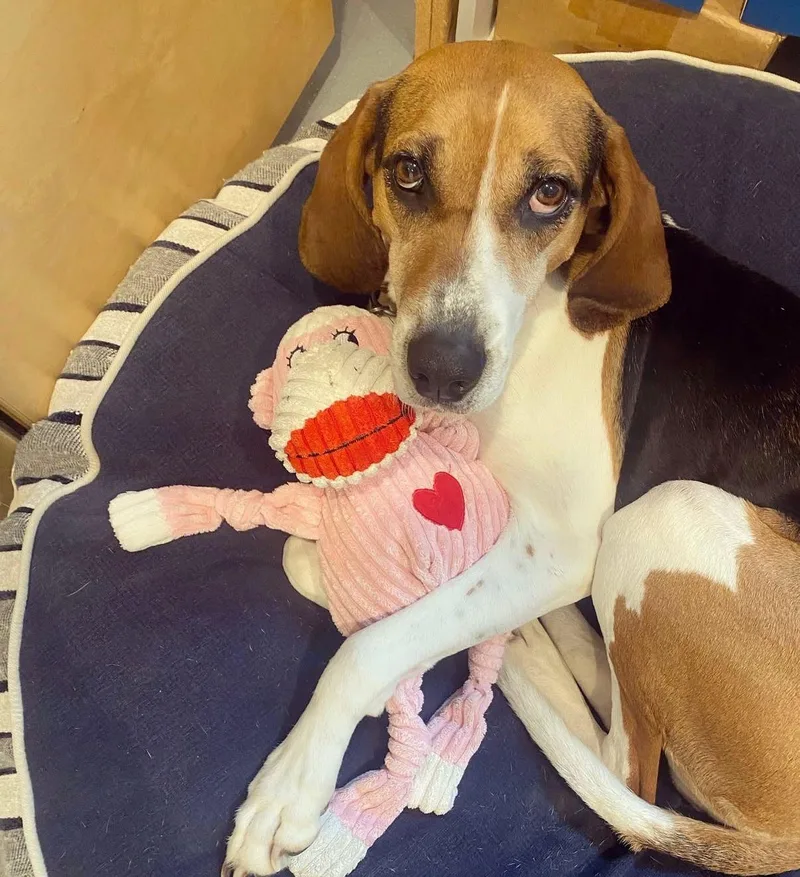 Darling Dolly thumbnail 2