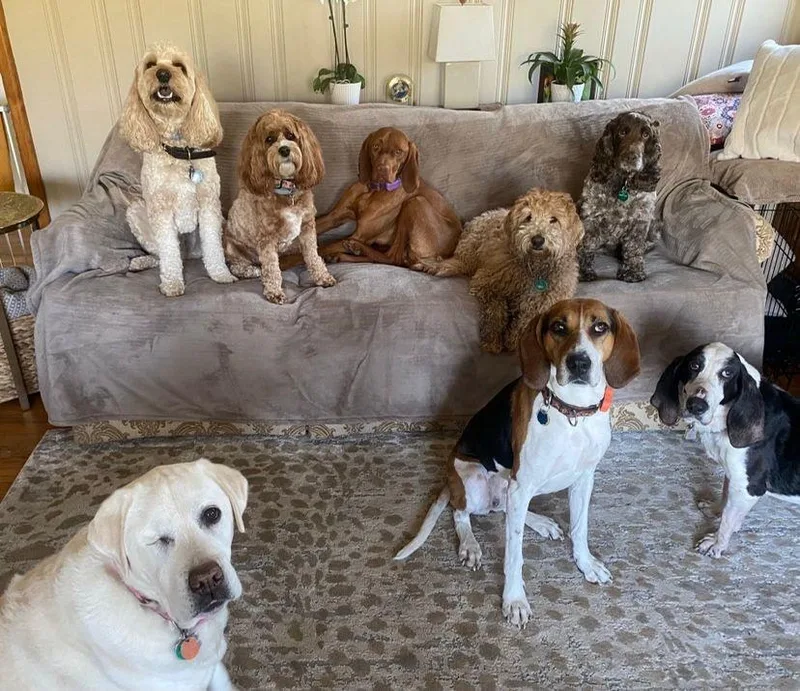 Darling Dolly thumbnail 4