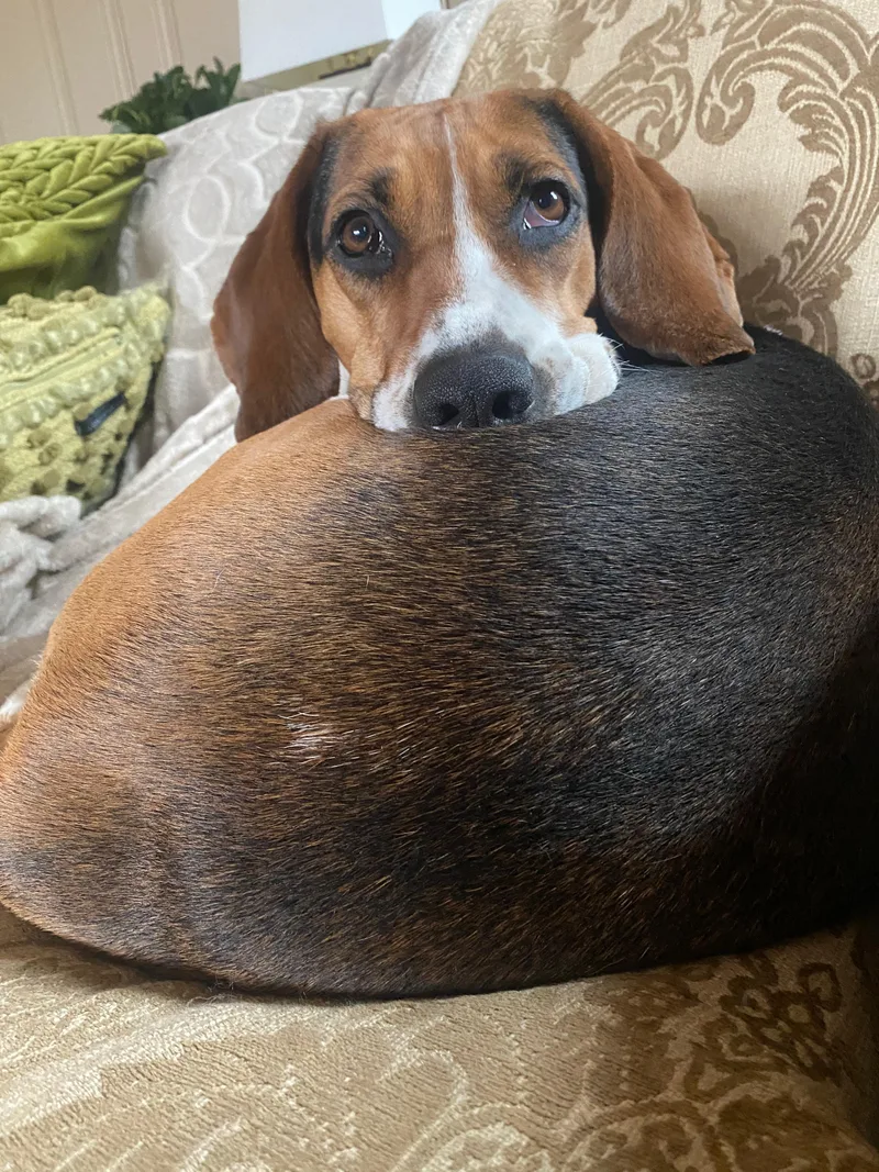 Darling Dolly thumbnail 5