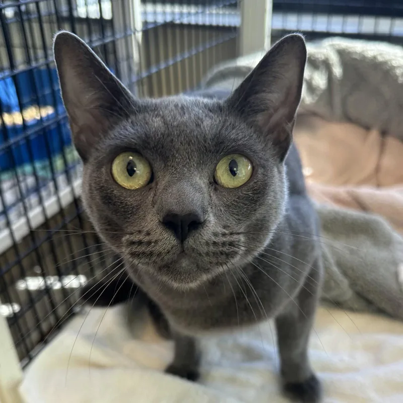An adult medium-sized male Gray / Blue / Silver Domestic Short Hair cat named Gary for adoption in Burlingame, CA