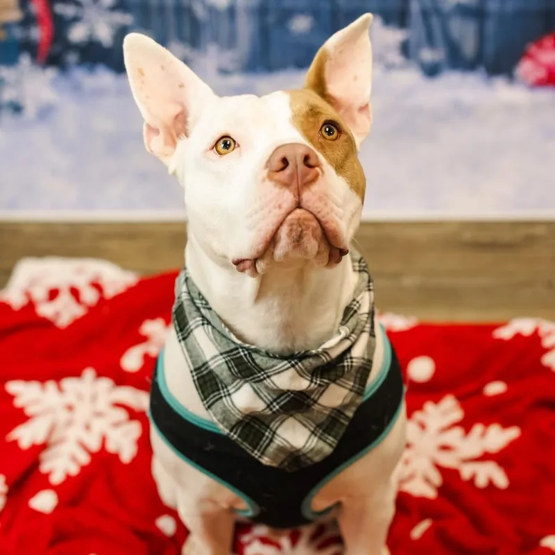 Marmaduke thumbnail 2