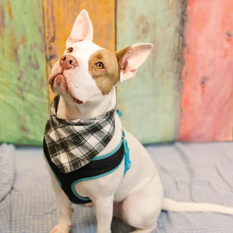 Marmaduke thumbnail 3