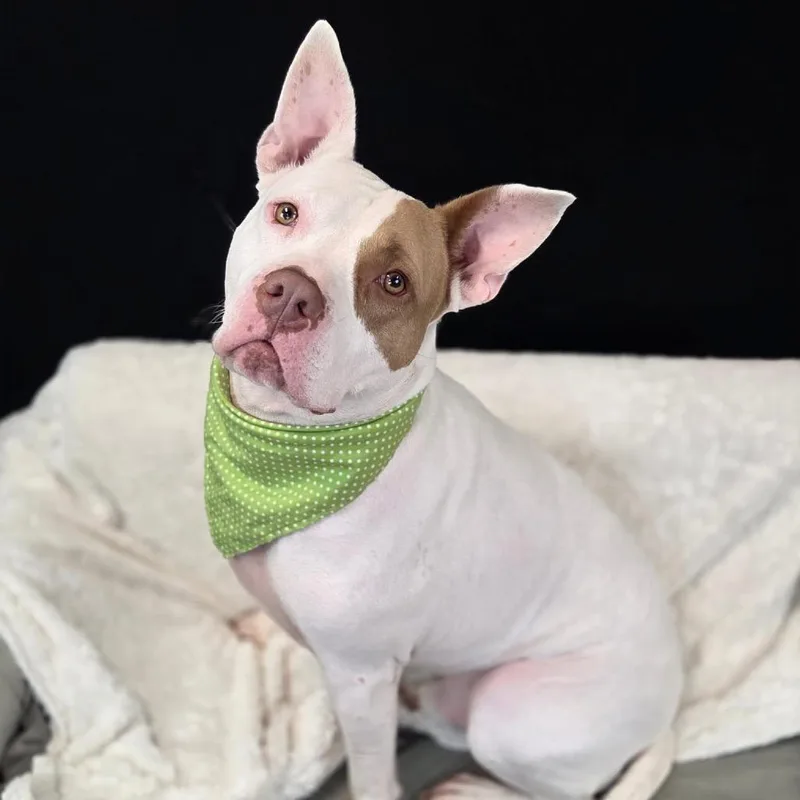 Marmaduke thumbnail 4