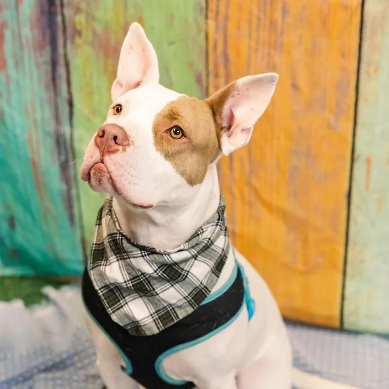 Marmaduke thumbnail 5