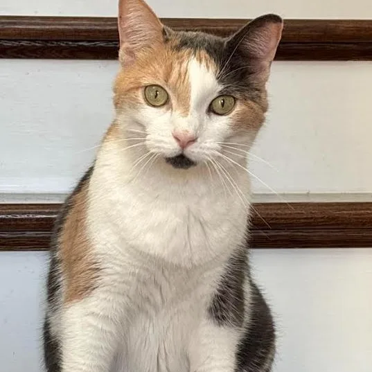 An adult medium-sized female Domestic Short Hair cat named Rosie for adoption in Palm Harbor, FL