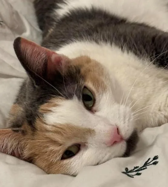 Rosie thumbnail 2