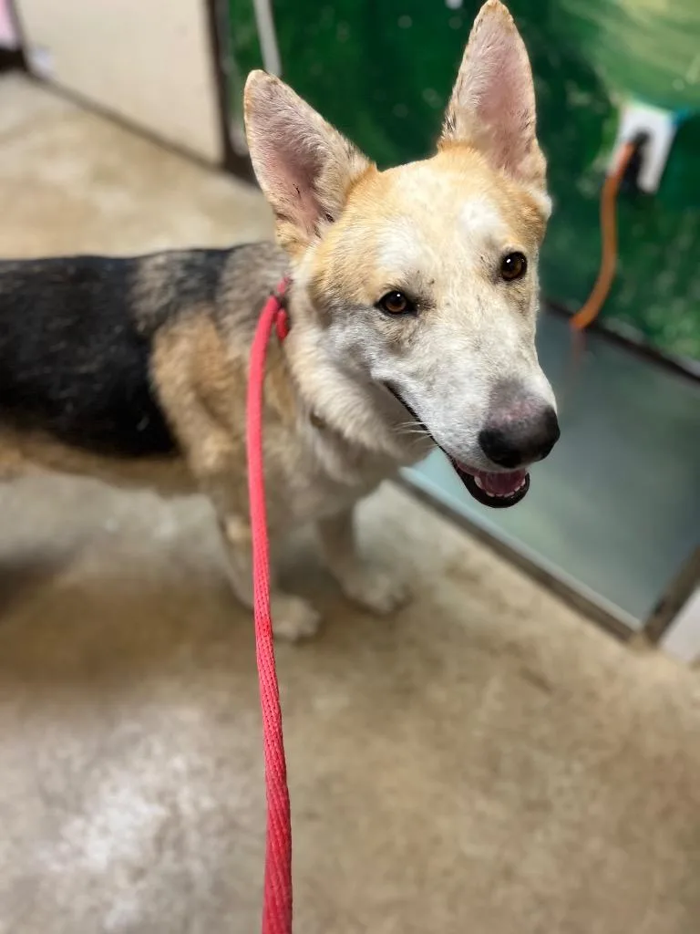An adult large-sized male German Shepherd Dog dog named Edward for adoption in New Braunfels, TX