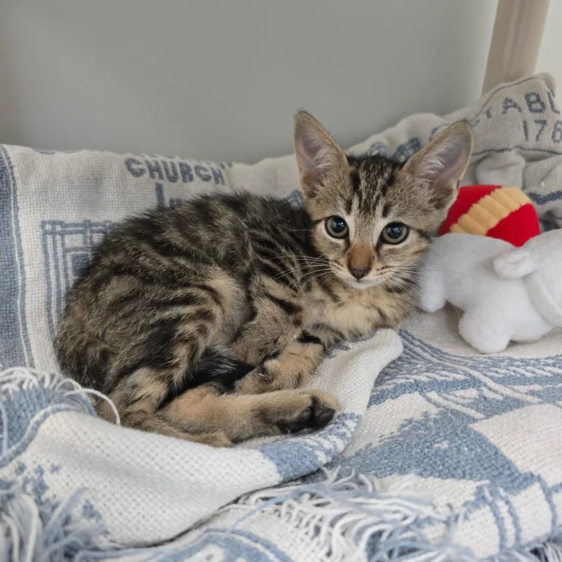 A baby small-sized female Domestic Short Hair cat named Mrs. Norris for adoption in Naples, FL