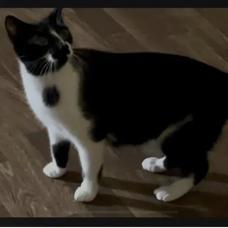 An adult medium-sized female Black Domestic Short Hair cat named Lydia for adoption in Blairsville, GA