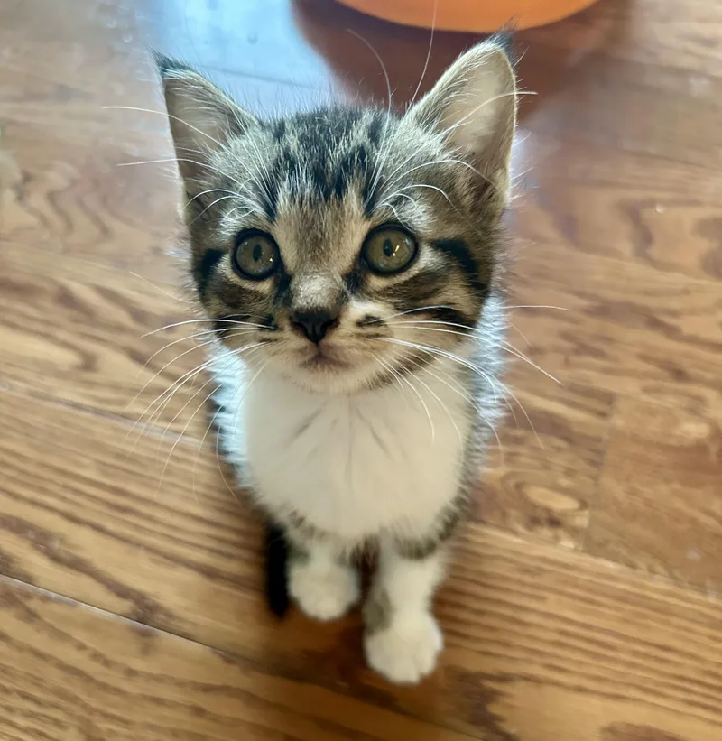 A baby medium-sized female Tabby (Tiger Striped) Domestic Short Hair cat named Daisy for adoption in Victor, NY