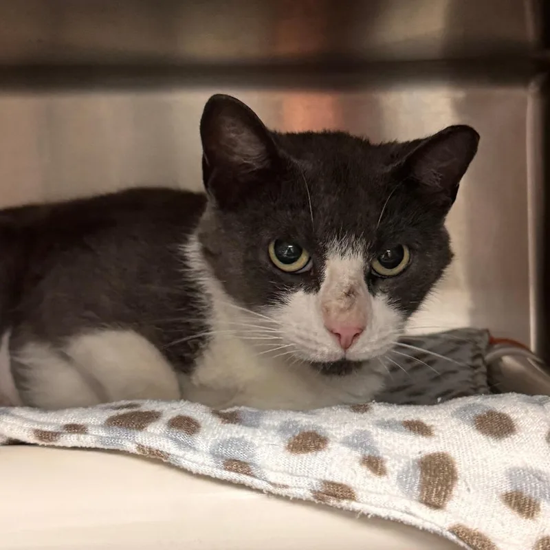 An adult medium-sized female Gray / Blue / Silver Domestic Short Hair cat named Hallow for adoption in Marion, VA