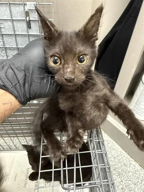 A baby small-sized female Domestic Short Hair cat named A for adoption in Pasadena, TX