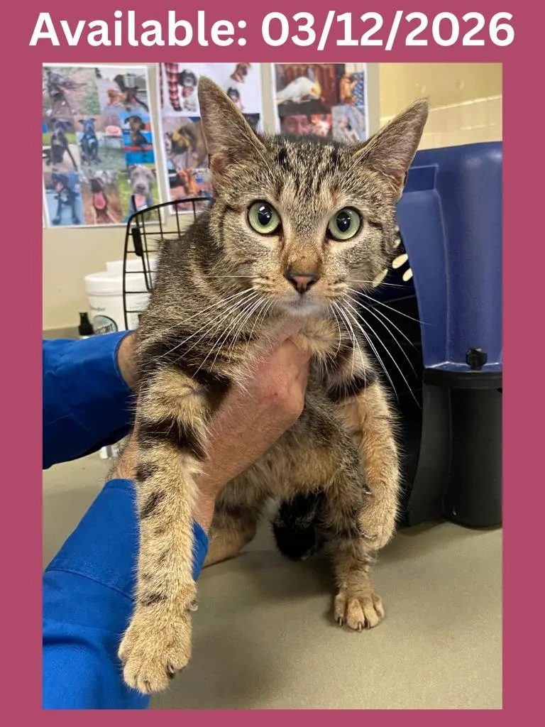 Petco Condo thumbnail 2