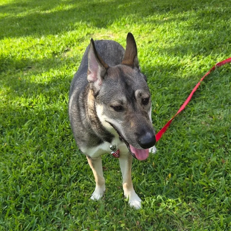 An adult medium-sized female Gray / Blue / Silver German Shepherd Dog dog named Ellen for adoption in Houston, TX