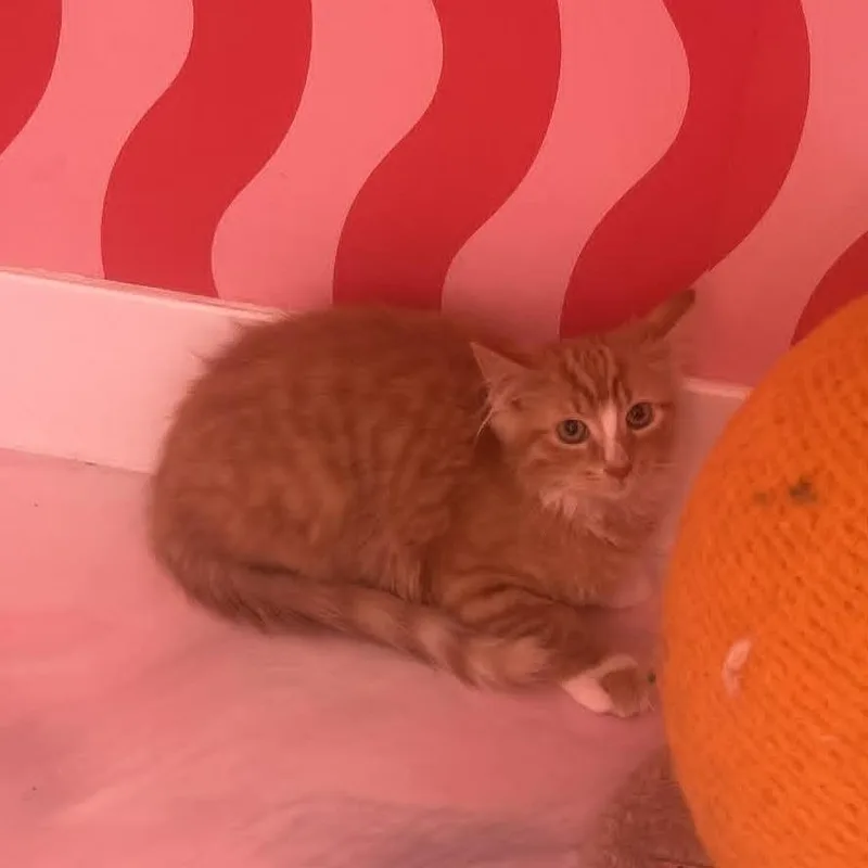 A baby small-sized male Orange / Red Domestic Long Hair cat named Chicken Nugget for adoption in Forest Park, IL