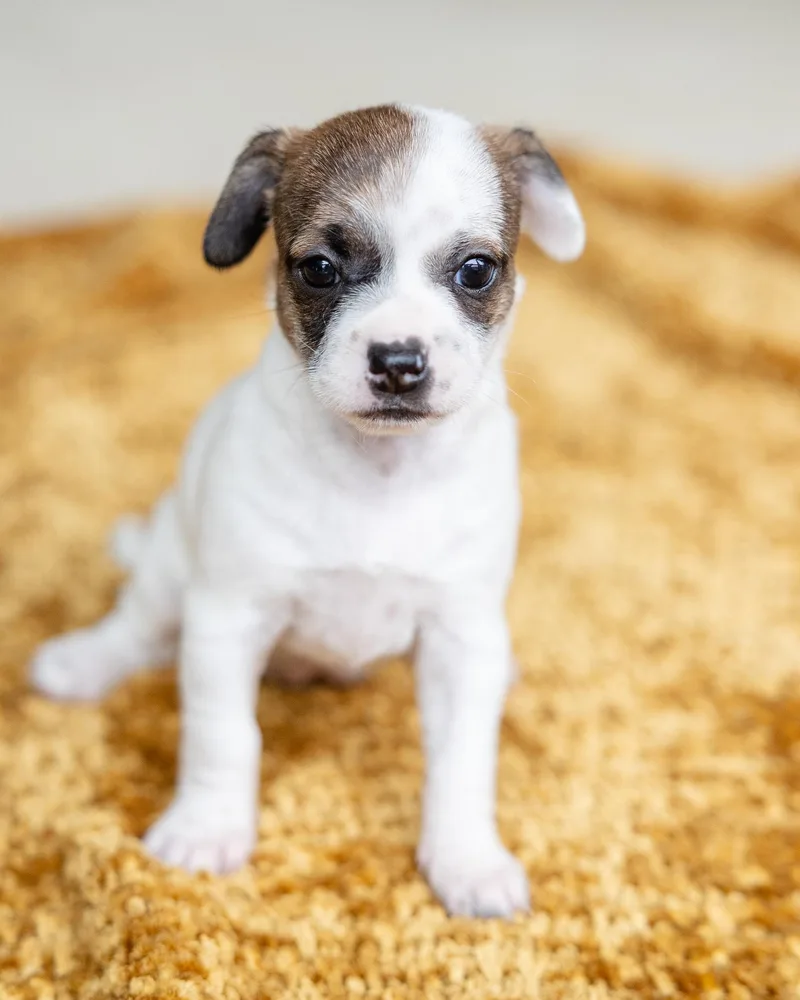 A baby small-sized female Chihuahua dog named Mojito for adoption in Pflugerville, TX