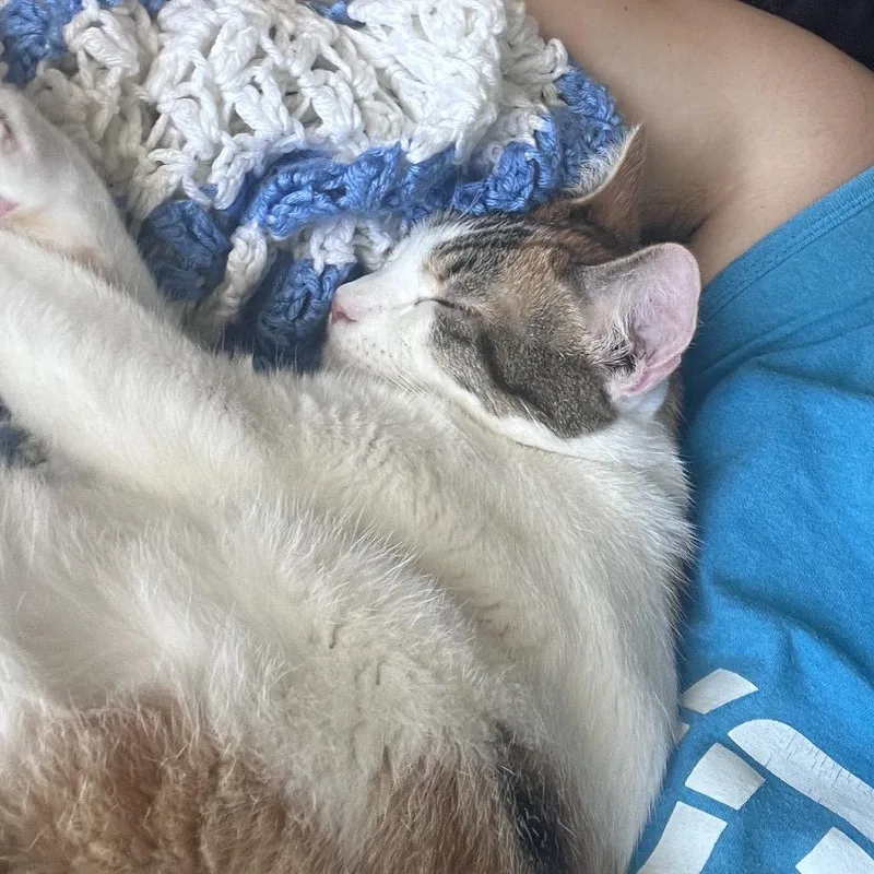 A young small-sized female White Domestic Short Hair cat named Winnie for adoption in Escondido, CA