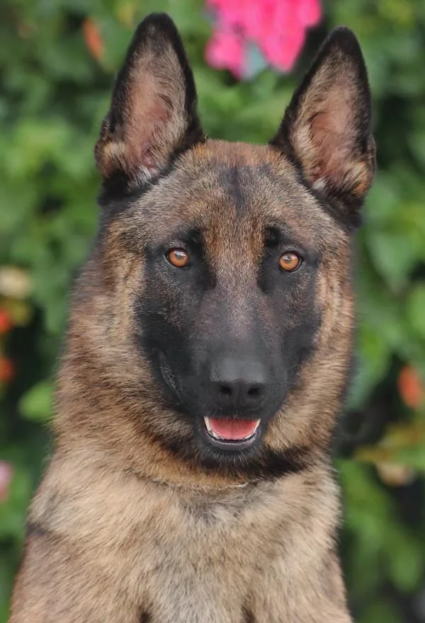 A young large-sized male Sable German Shepherd Dog dog named Bravo von Berglern for adoption in Los Angeles, CA