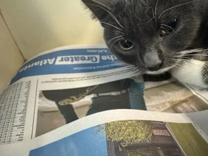 An adult large-sized male Domestic Short Hair cat named MED  Gumbo for adoption in Chamblee, GA