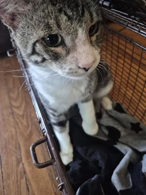 A young medium-sized male Domestic Short Hair cat named Googly for adoption in San Antonio, TX