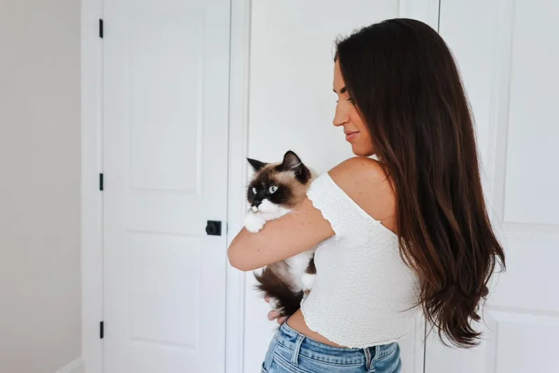 An adult medium-sized female Snowshoe cat named Ophelia for adoption in Stamford, CT